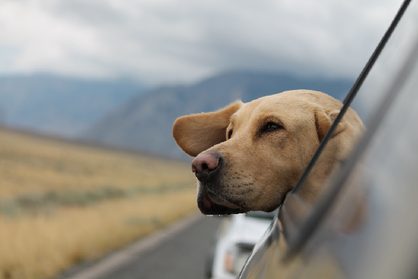 family road trip