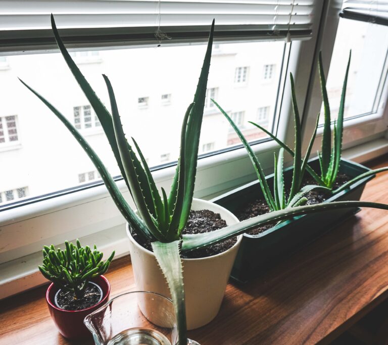 How to Grow Aloe Vera