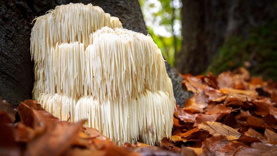Lion's Mane dosage for depression lion's mane dosage for depression