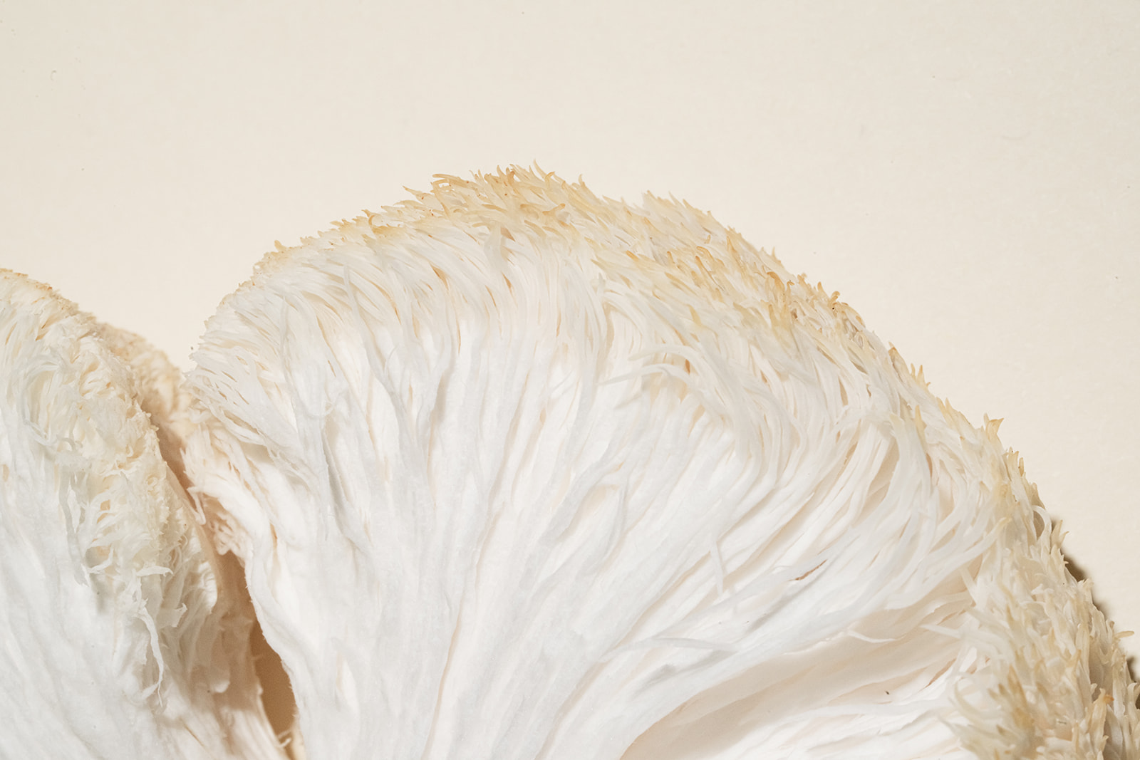 lionsmane supplement