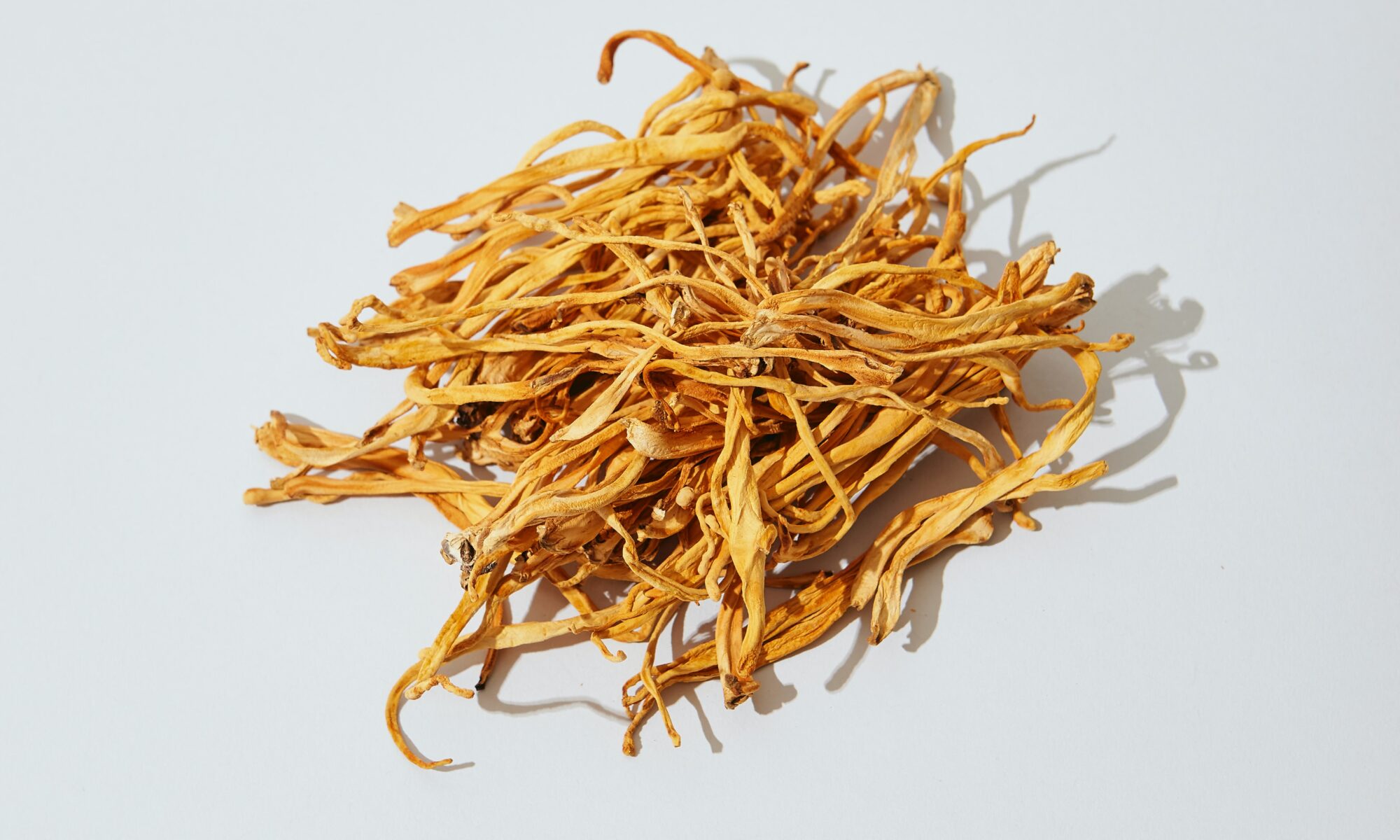 cordyceps