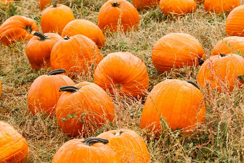 Cucurbita Pepo