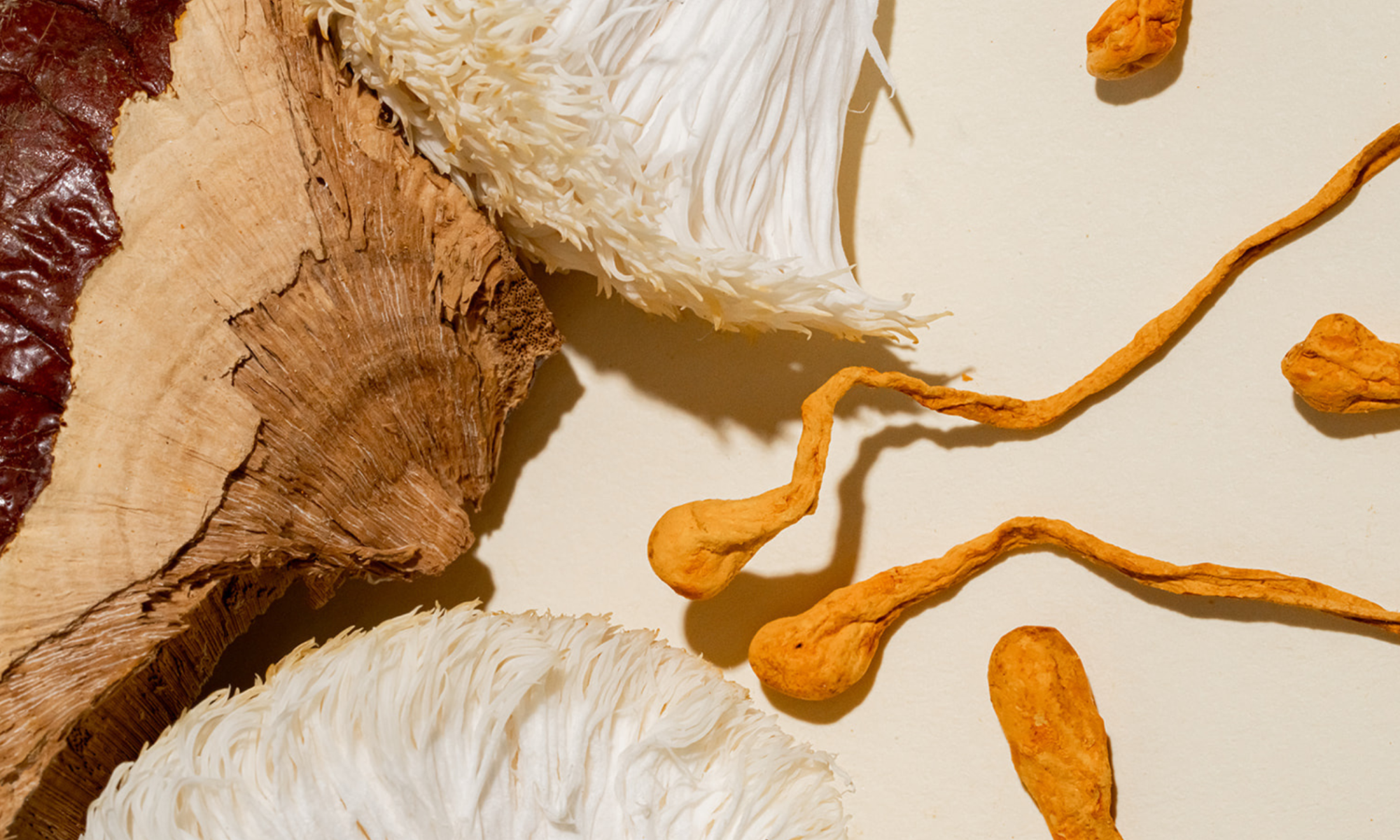 what are functional mushrooms