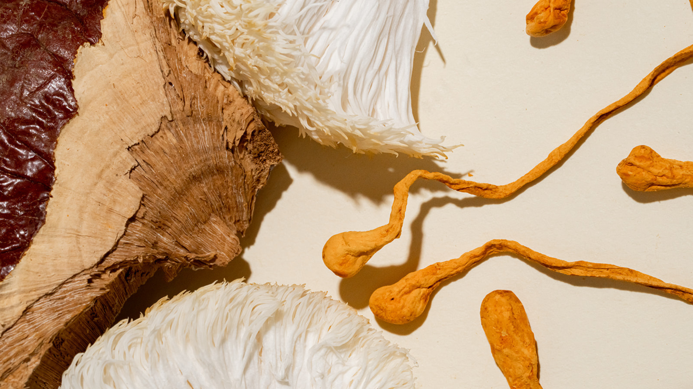 what are functional mushrooms