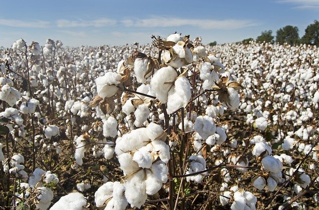Cotton seeds