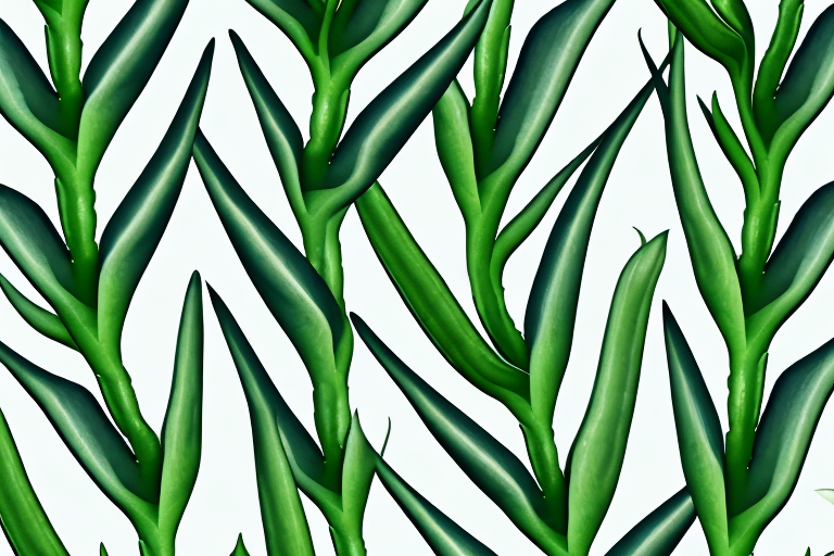 A large aloe vera plant with its leaves and gel visible