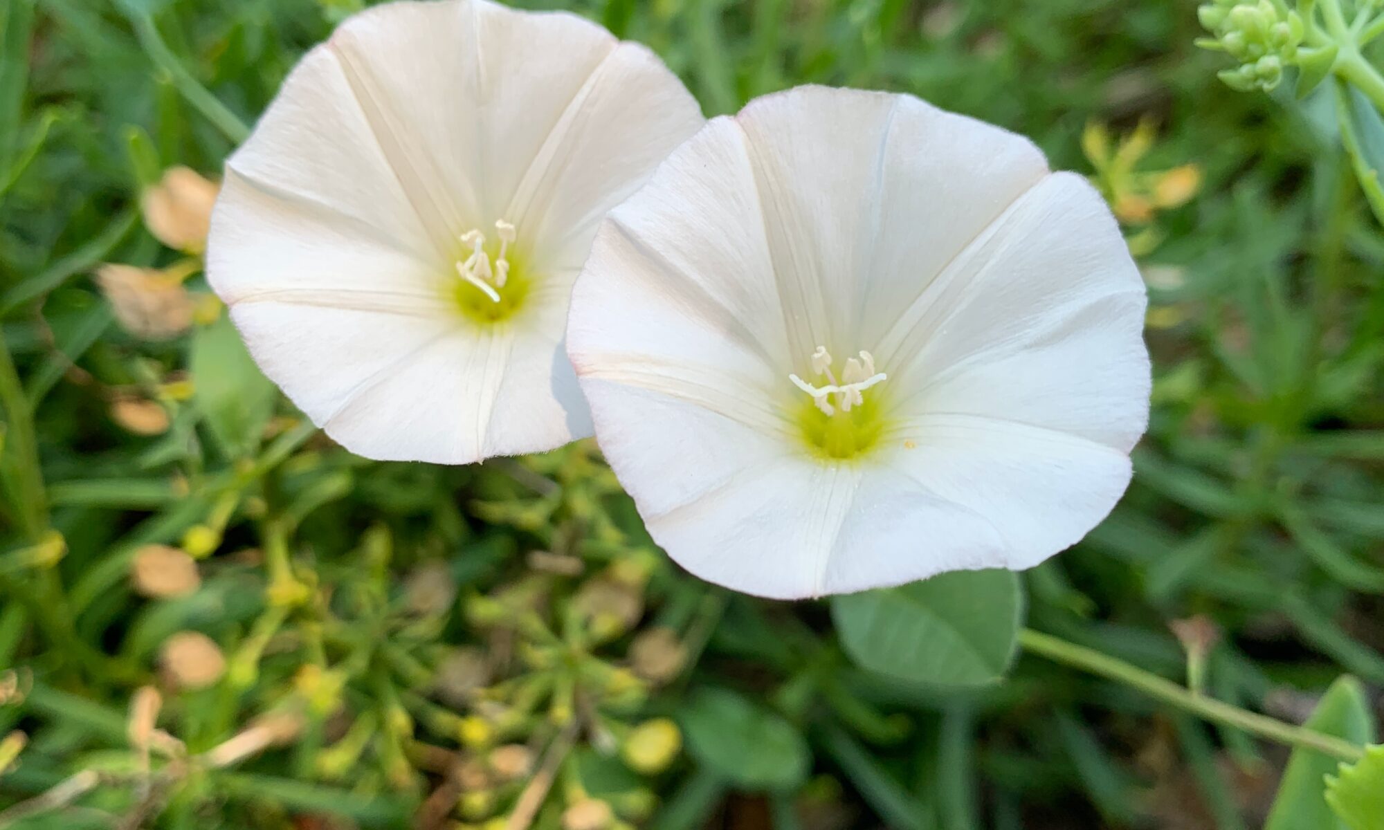 Convolvulus Pluricaulis