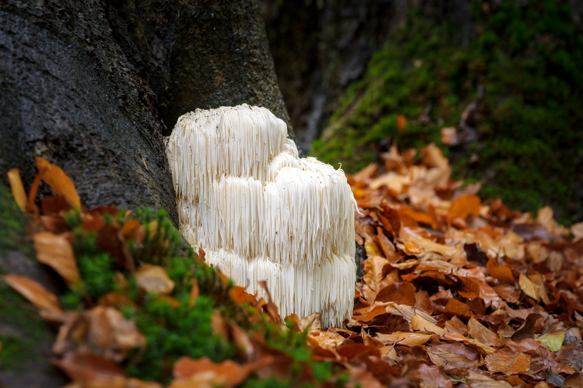 lion's mane mushroom
